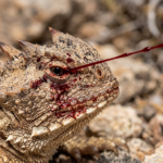 Horned Lizard