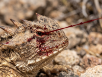 Horned Lizard