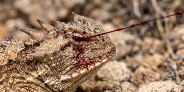 Horned Lizard