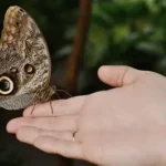 Butterflies have a dark side