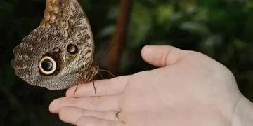 Butterflies have a dark side