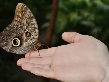 Butterflies have a dark side